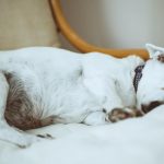 Sed varius sit amet turpis ac pharetra