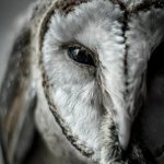 Single & Content post gallery format