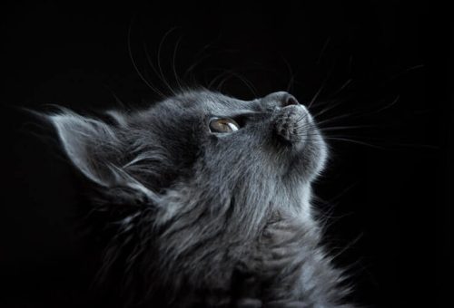 Sitenizde Yüksek Boyutlu Resimler Kullanmayın !